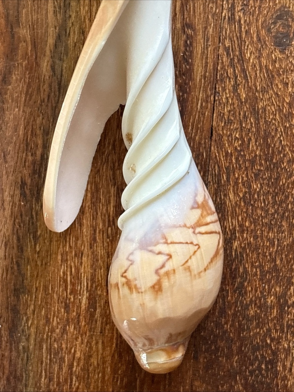 Beautiful and unique fork & spoon hand carved conch sea shell - Picture 9 of 12